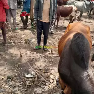 ሰነረገሰ በሬዎች in Ethiopia