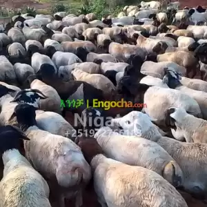 በግና ፍዬል in Ethiopia