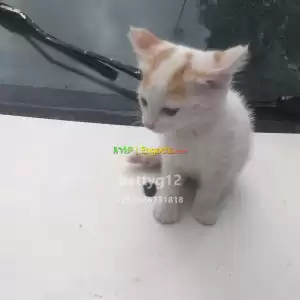 ድመት ሙጭሊት in Ethiopia