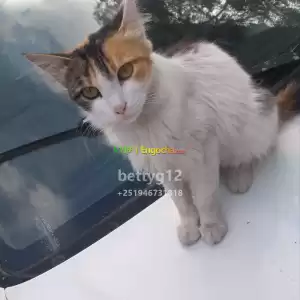 ድመት ይውሰዱ in Ethiopia