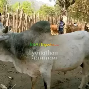 ጤናማ በሬዎች (500–600 ኪ.ግ) ለሽያጭ in Ethiopia