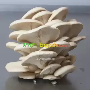 Fresh Oyster Mushroom Price in Ethiopia